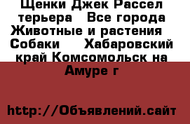 Щенки Джек Рассел терьера - Все города Животные и растения » Собаки   . Хабаровский край,Комсомольск-на-Амуре г.